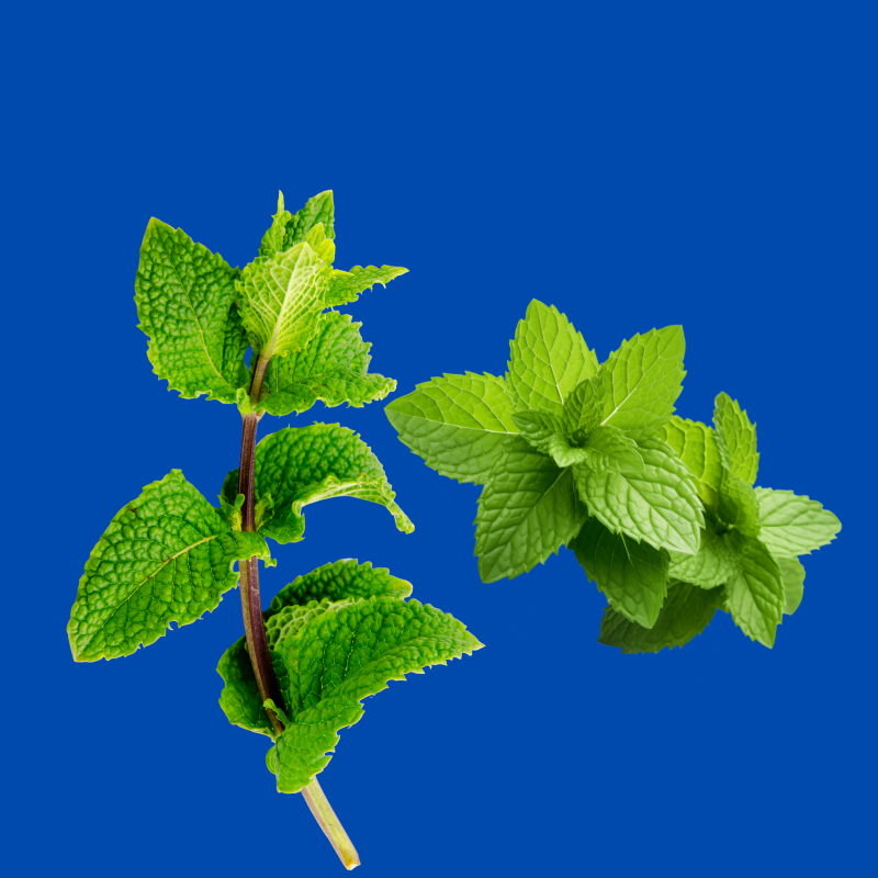 Dye-free spearmint shaved ice syrup made with pure cane sugar and no corn syrup, delivering a refreshing minty flavor for snow cones, slushies, and frozen treats.