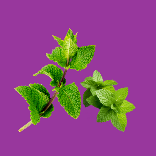 Picture of spearmint leaves on a purple background representing Hypothermias Dye-FREE Spearmint Slush Syrup made from non-GMO 100% pure cane sugar, no corn syrup, and free of dyes.